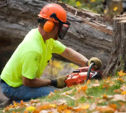 tree services Spring Hope